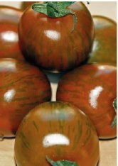 Tomate Zebra