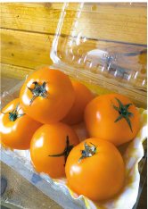 Tomate Amarillo